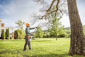 Best Tree Removal  in Grambling, LA