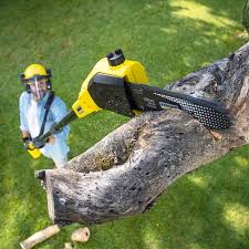 Best Tree Maintenance Programs  in Grambling, LA