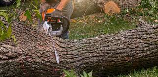 Best Storm Damage Tree Cleanup  in Grambling, LA