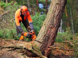 Best Stump Grinding and Removal  in Grambling, LA