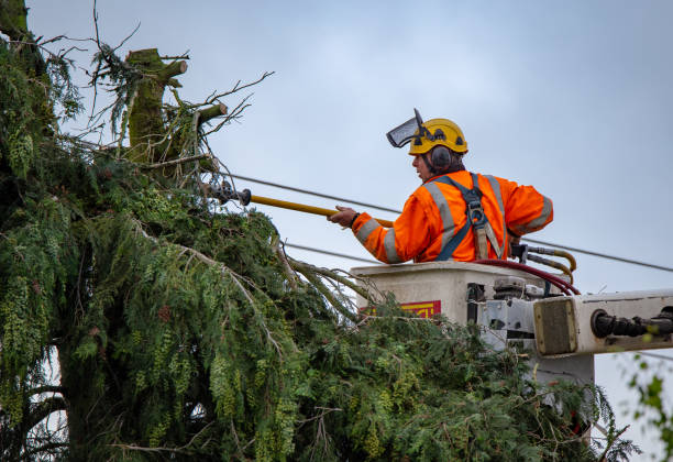 Best Tree Cabling and Bracing  in Grambling, LA