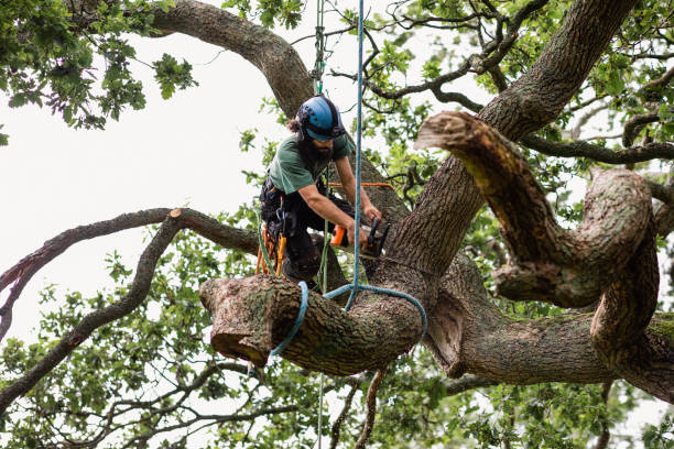 How Our Tree Care Process Works  in  Grambling, LA