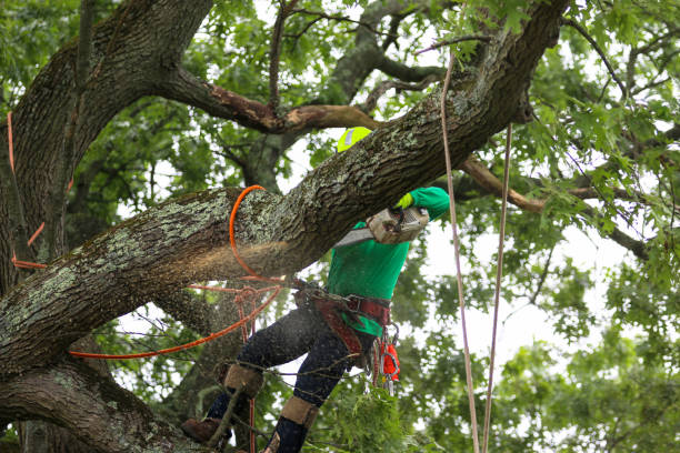 Best Tree and Shrub Care  in Grambling, LA