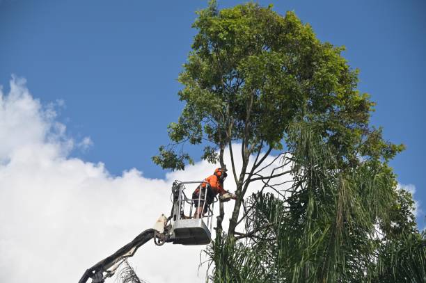 Seasonal Cleanup (Spring/Fall)